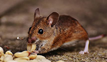 24 Hour & Emergency Exterminators in Red Bank, PA